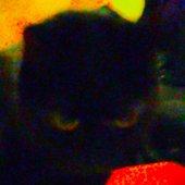 Blakitten