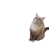 Maaaaagnus 的头像