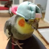 vogol 的头像
