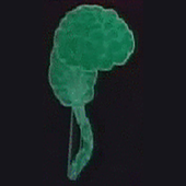 und bing bong sajom201