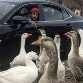 duck gang