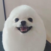 Rhoadd 的头像