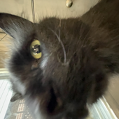 SquireCat 的头像