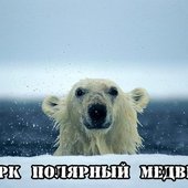 symbiloic bear