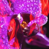 Flame Flower