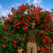 Value roses