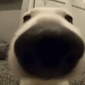 DOGofSNIFF 的头像