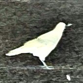 bird of god