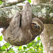 smilingsloth için avatar