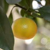Citrusfrukten 的头像