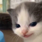 soym_bean 的头像