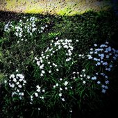 A distant and gentle memory