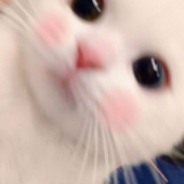 oscxrt 的头像