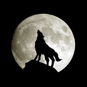 Night-Wolf-9 的头像