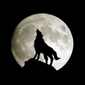 Night-Wolf-9 için avatar