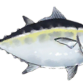 bolarin 的头像
