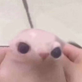 Avatar for Pishigreg