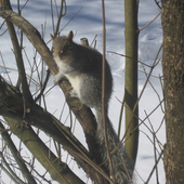 Avatar für killershrew