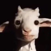 c0wbxy 的头像