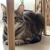 Osher_t_a 的头像