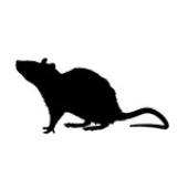 Avatar de Swamp_Rat