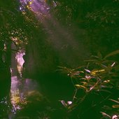 密​林​の​洞​窟