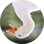 Avatar di TypicalNameTag