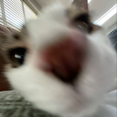 DanOfficial 的头像