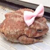 bruxadoll 的头像