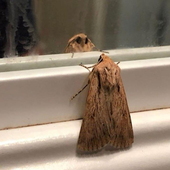 mothenjoyer420 的头像