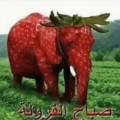 Roan meijer elephant