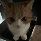 Avatar for meowwdaacat