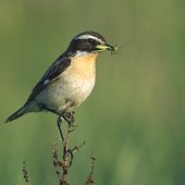 Saxicola_rubetra_3_tom_(Marek_Szczepanek)