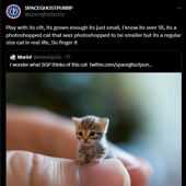 SGP's thoughts on this tiny small cat