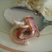 Avatar for squidlunch