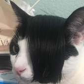 Avatar for Nekokiwai69