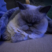 george_gib07 的头像