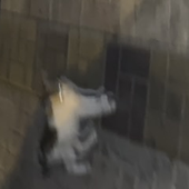farahhkys 的头像