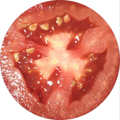Avatar for tomate-