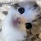 liIyyy 的头像