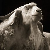 Echo/cide / The Experience of Limit