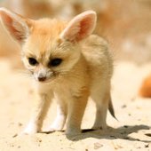 fennec