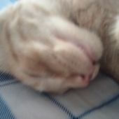 Avatar for vvalccatt
