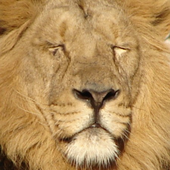 Lion-Hearted için avatar