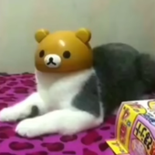 sakeofface 的头像