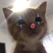 sukkitaa 的头像