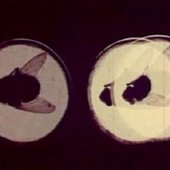 Four Flies