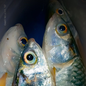 Fishbait1783 的头像