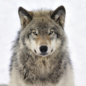 thirty_8_r_wolf 的头像