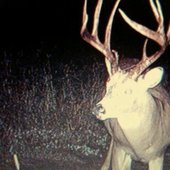deer death's soundcloud pfp